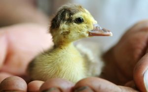 A duckling cradled in two hands